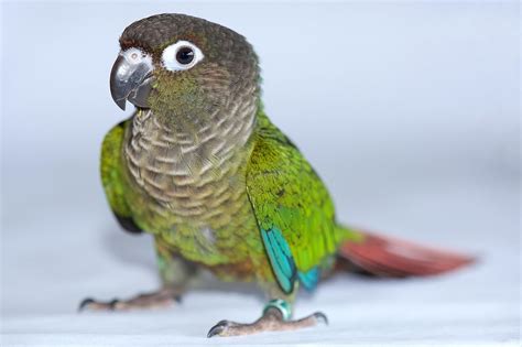 conures green cheek